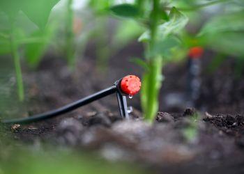 Drip Emitter Watering Plants in Nursery