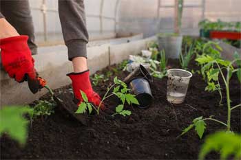 Greenhouse Plants - What to Grow in Your Backyard Nursery