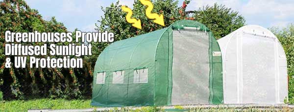 Greenhouse UV Protection & Diffused Lighting