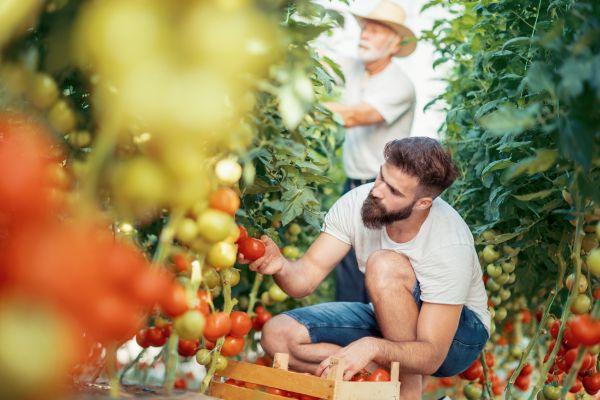 Growing Tomatoes Indoors in Protected Environment