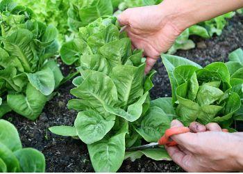 Growing Healthy Lettuce without Pests or Diesase