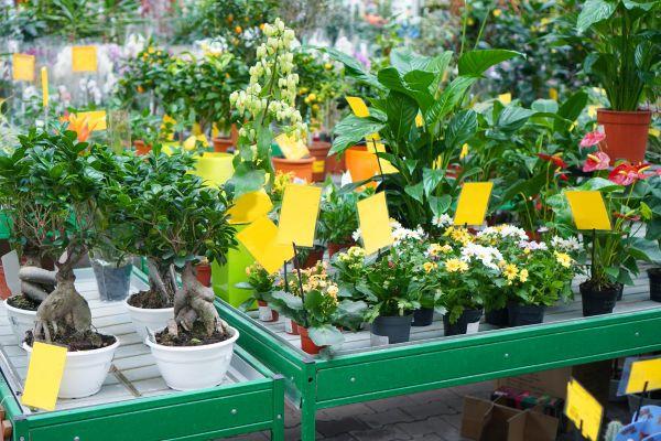 Growing Small Baby Plants on Shelves