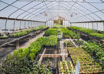 Sunny Greenhouse Powered by Solar Energy
